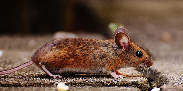 Keeping Mice and Other Critters Out of Your RV and Boats