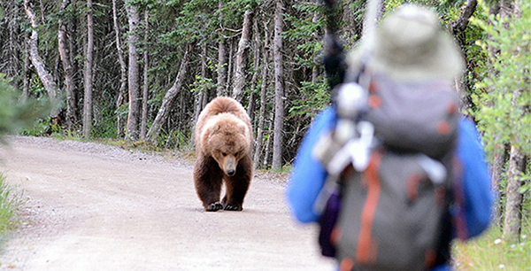 Surviving Wildlife Threats & Attacks When RVing