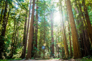 California state park