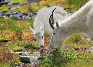 glacier national park campsites