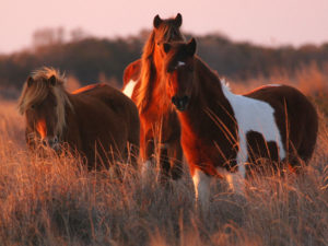 Assateague Island horses campsites