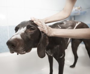 pet hair dog bath