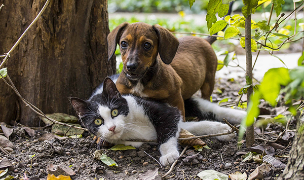 How To Keep Your RV Free From Pet Hair