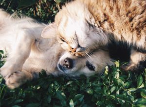 cat and dog friends