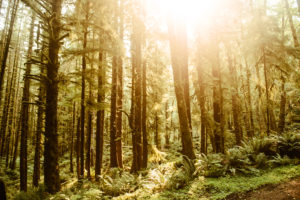 hoh rainforest