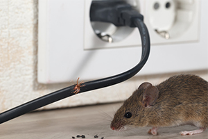 Mouse chewing on a wire