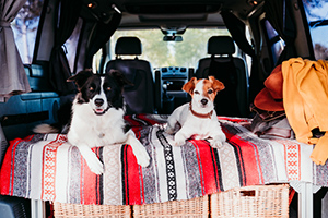 2 dogs in a van