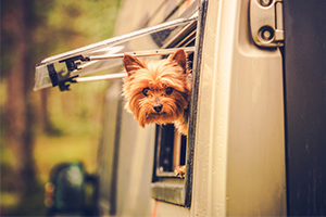 yorkie in rv