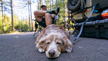 Image shows a pet dog sleeping while tied to an RV.