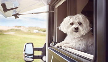 Image shows a white dog looking out of a camper van's window. 