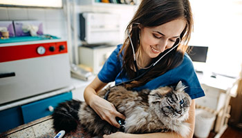 Image shows a cat being examined by a veterinarian. 