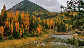 fall foliage in Glacier National Park