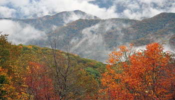 Fall foliage in the Great Smokey Mountains National Park