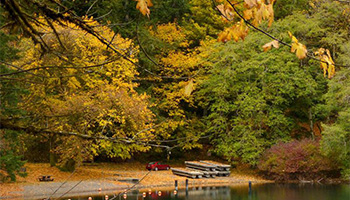 fall foliage in Olympic National Park