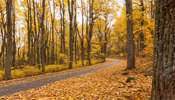 Autumn in Shenandoah National Park