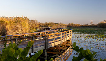 Everglades national park in Florida