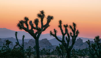 Joshua Trees at Joshua Tree National Park