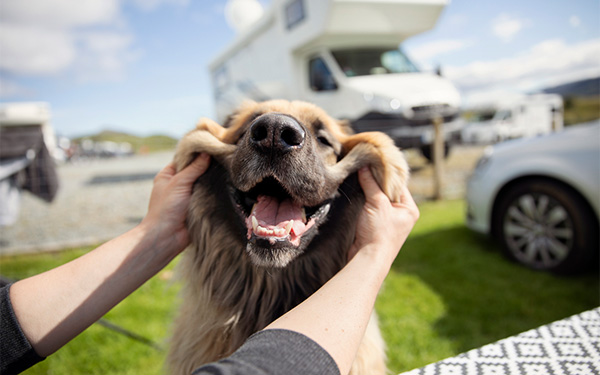 a happy rv dog at an rv campsite