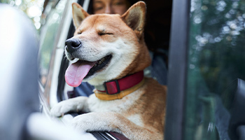 happy dog with its face outside of the window