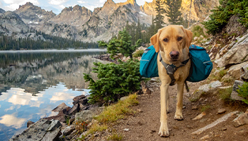 a dog with a backpack on a hike at a national park