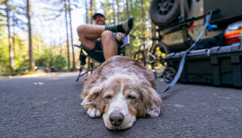a dog resting outside of an RV